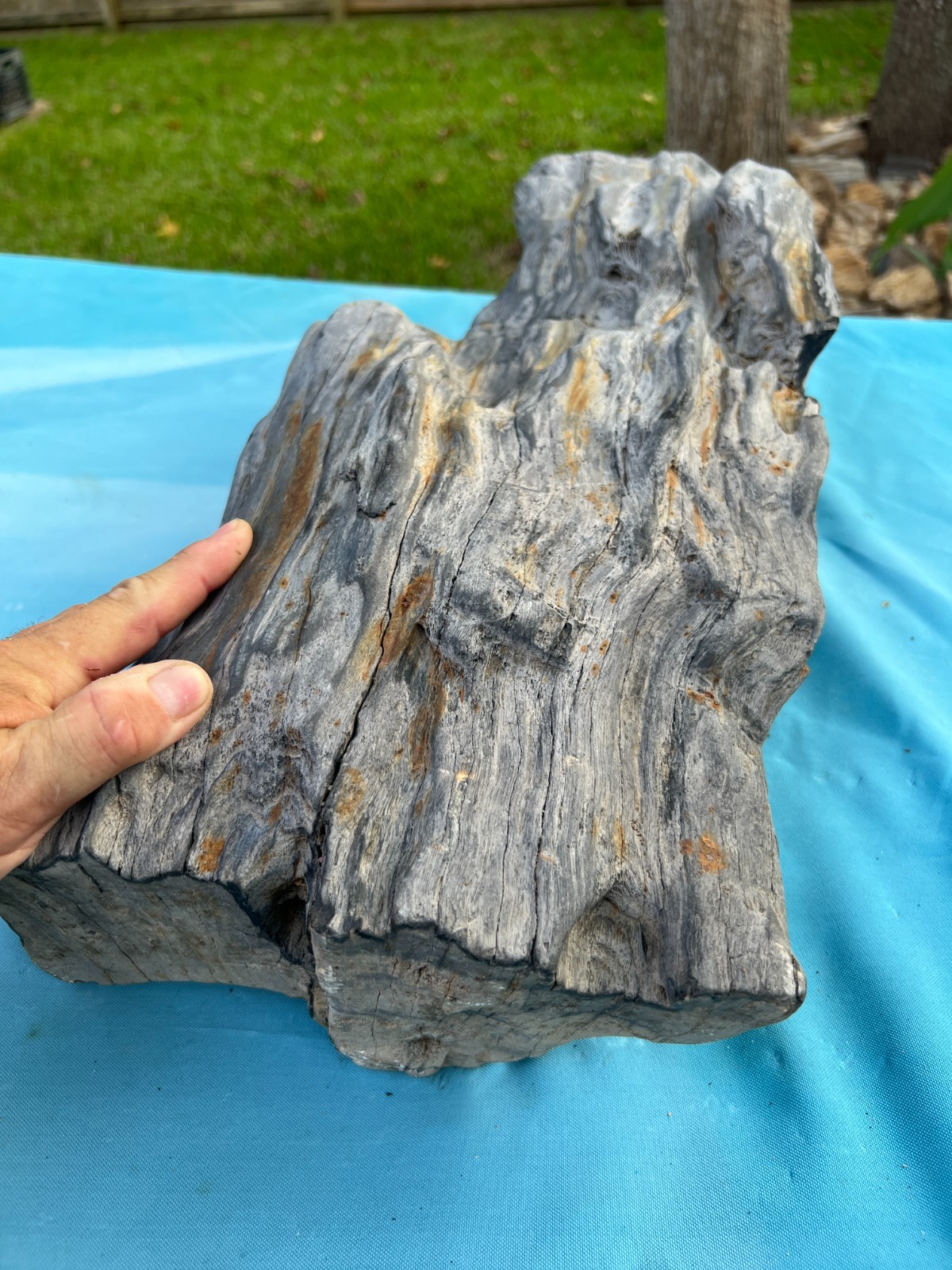 Texas Petrified Wood 25x10x6 Large Weathered Black Log Natural Aquascape Fossil Texas Petrified Wood 25x10x6 Large Weathered Black Log Natural Aquascape Fossil