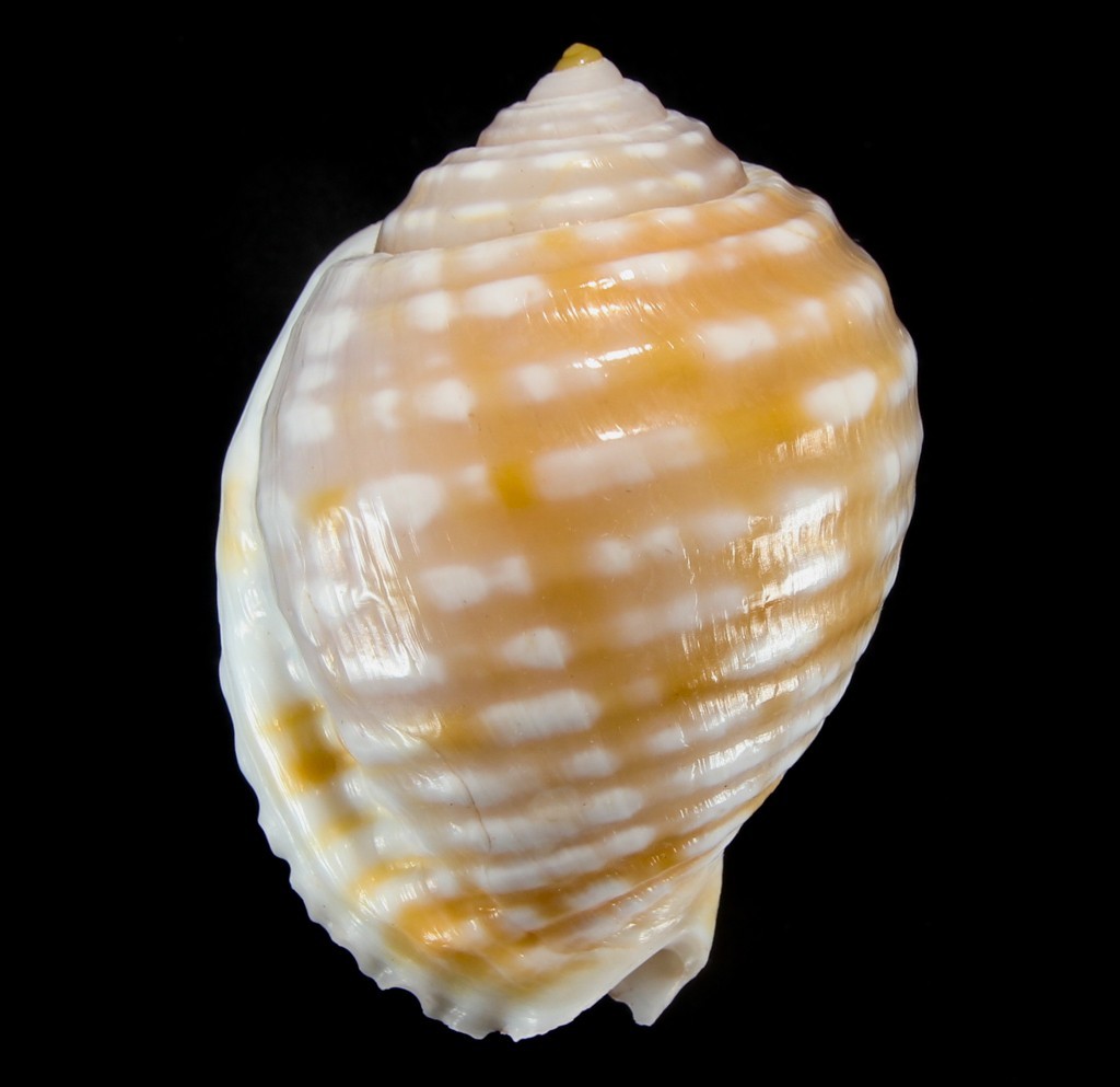 SEASHELL - Malea pomum - BIG 71.1MM, VIETNAM