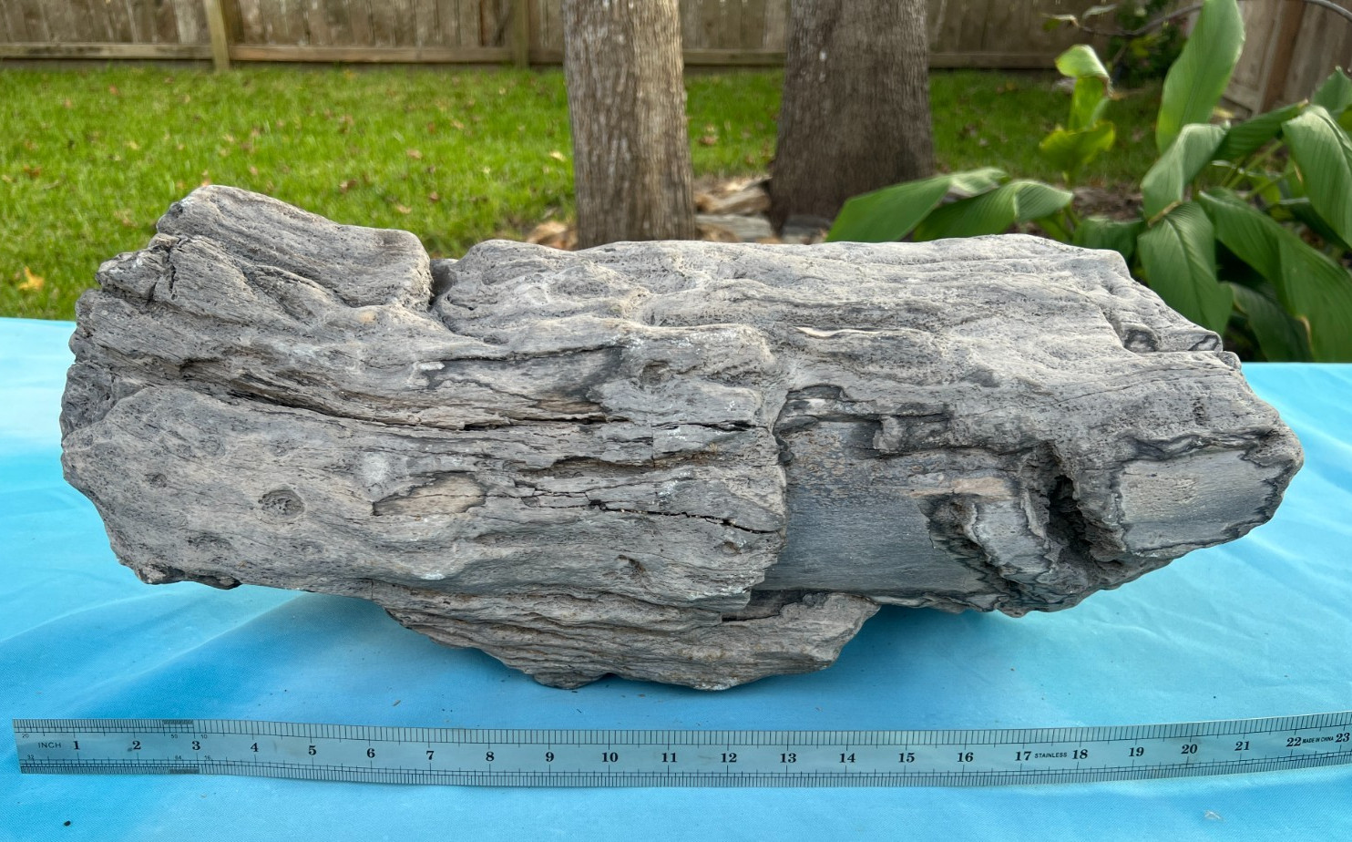 Texas Petrified Wood 23x8 Large Rare Near Full Round Log Brazos County Fossil Texas Petrified Wood 23x8 Large Rare Near Full Round Log Brazos County Fossil
