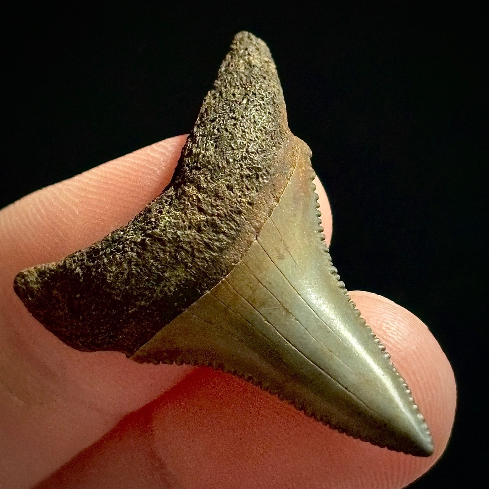 Great White Shark Tooth 1.36\