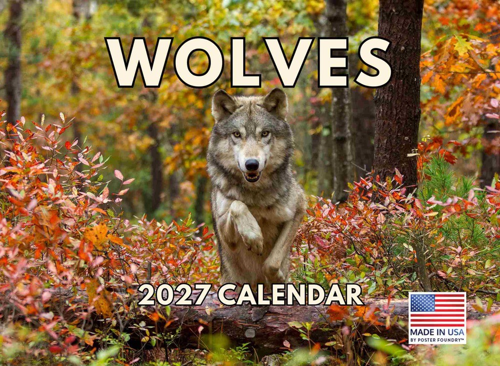 Wolf Calendar 2027 Wolves Monthly Wall Calender 12 Month Wolf Calendar 2027 Wolves Monthly Wall Calender 12 Month