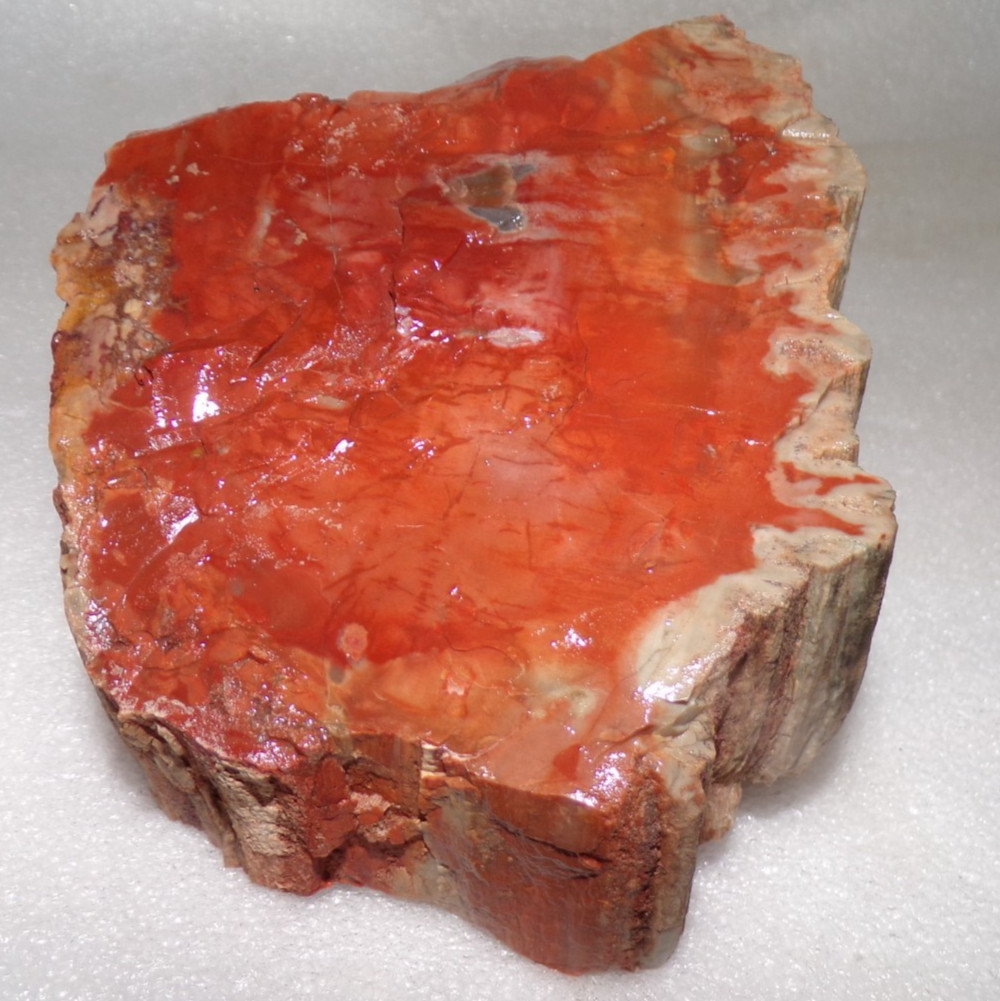 Orange Petrified Wood Northern AZ Chinle Formation 2 Lb 11.5 oz Orange Petrified Wood Northern AZ Chinle Formation 2 Lb 11.5 oz