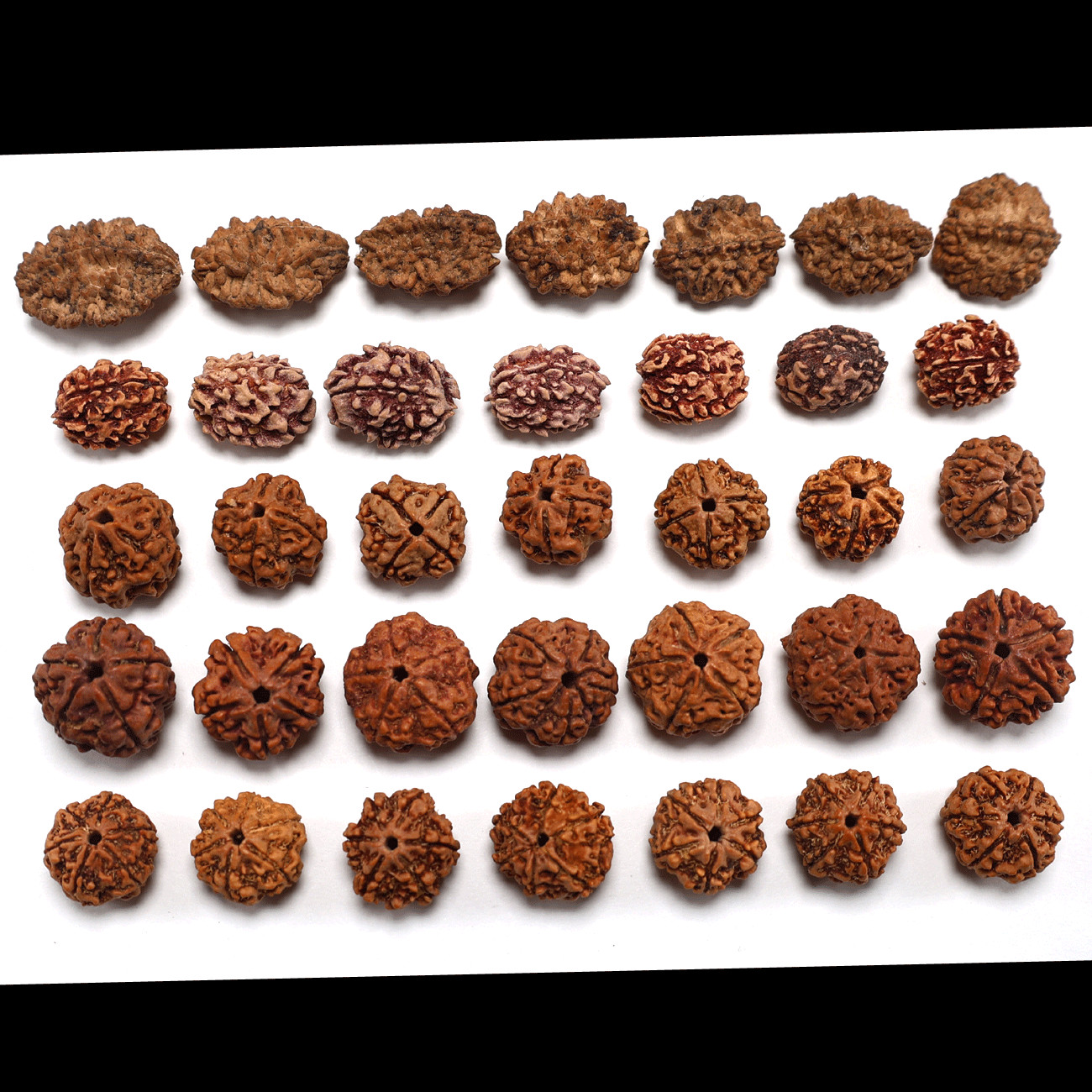 Set 35 Pcs Natural Rudraksha Java Beads 2,3,4,5,6 Mukhi Genuine (7 Pcs Of Each)