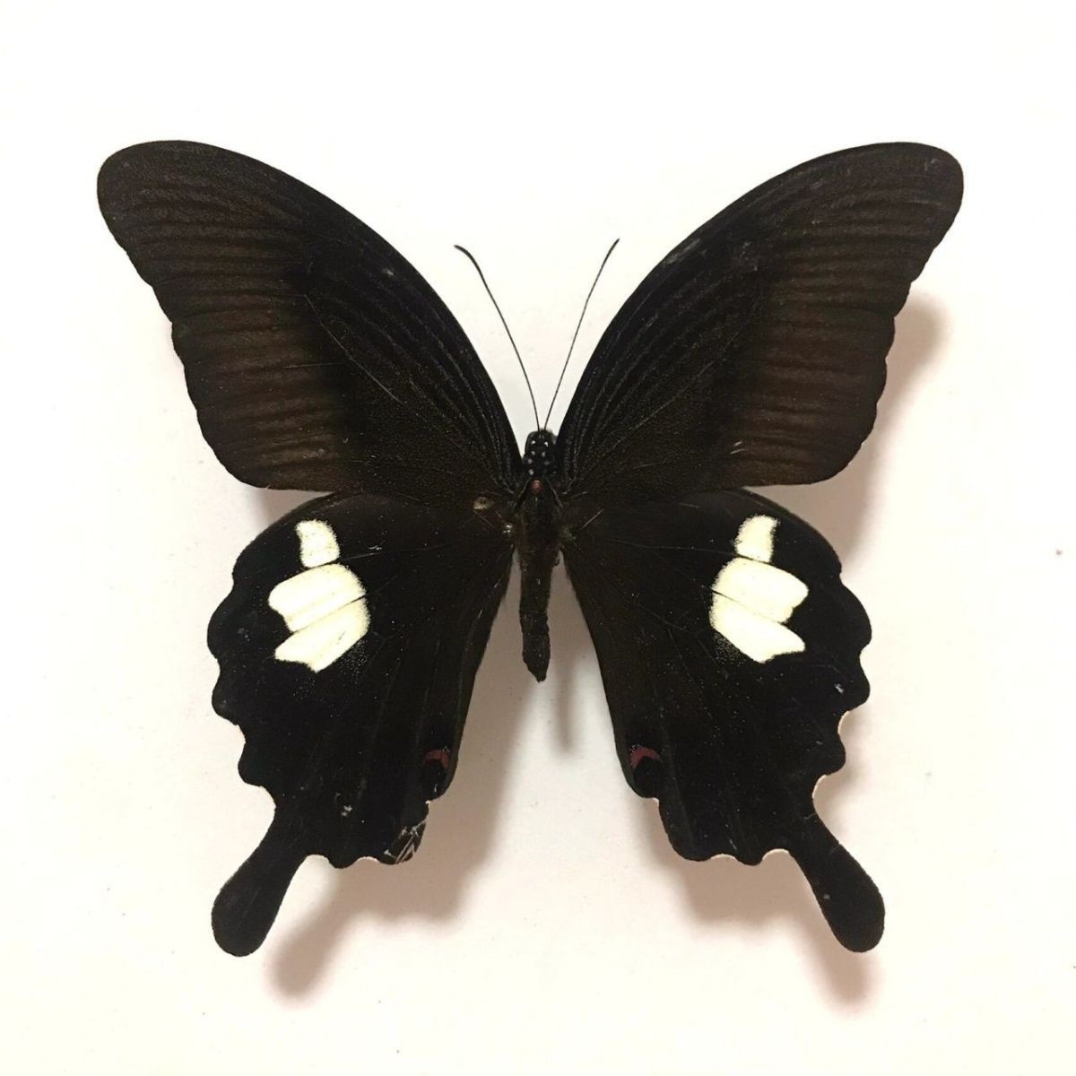 10 Pcs Spread Jade Spotted Swallowtail Butterfly Specimens DIY Home Decor Gift 10 Pcs Spread Jade Spotted Swallowtail Butterfly Specimens DIY Home Decor Gift