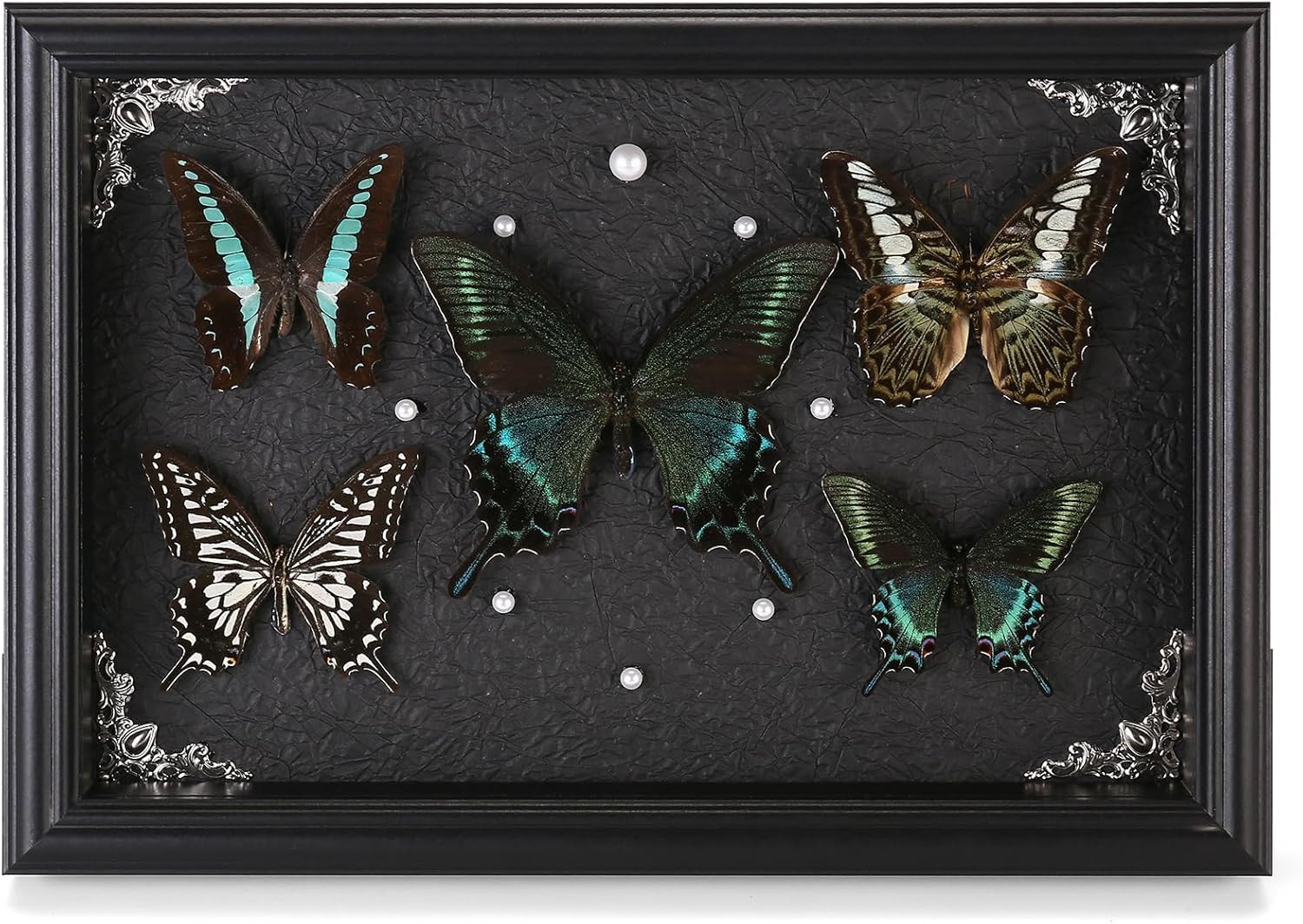 Real Framed Butterfly Taxidermy Collection - Set of 5 in Shadow Box Display - Na Real Framed Butterfly Taxidermy Collection - Set of 5 in Shadow Box Display - Na