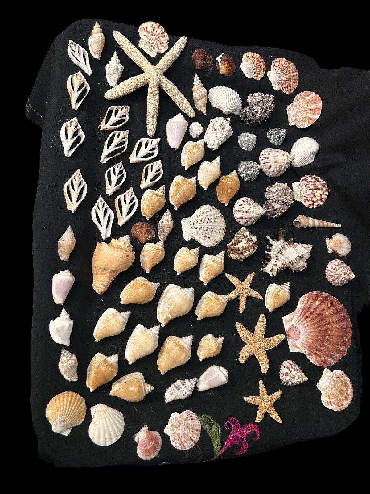 80+ Pcs Sea Shell Natural Assorted Specimens Starfish Scallops Gastropods 80+ Pcs Sea Shell Natural Assorted Specimens Starfish Scallops Gastropods