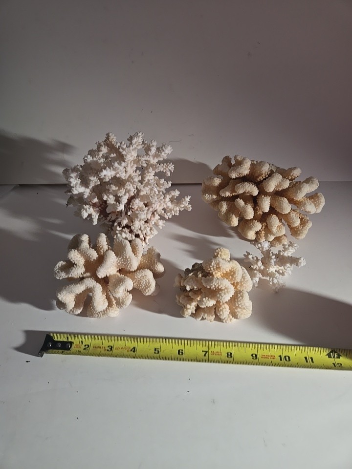 VTG REAL SEA CORAL Lot CAULIFLOWER LACE AQUARIUM REEF WEDDING BEACH OVER 4 LB VTG REAL SEA CORAL Lot CAULIFLOWER LACE AQUARIUM REEF WEDDING BEACH OVER 4 LB