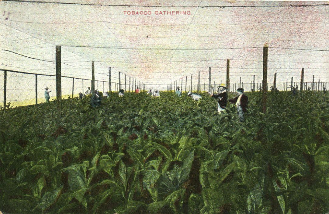 PC CPA TOBACCO GATHERING, Vintage Postcard (b22273)