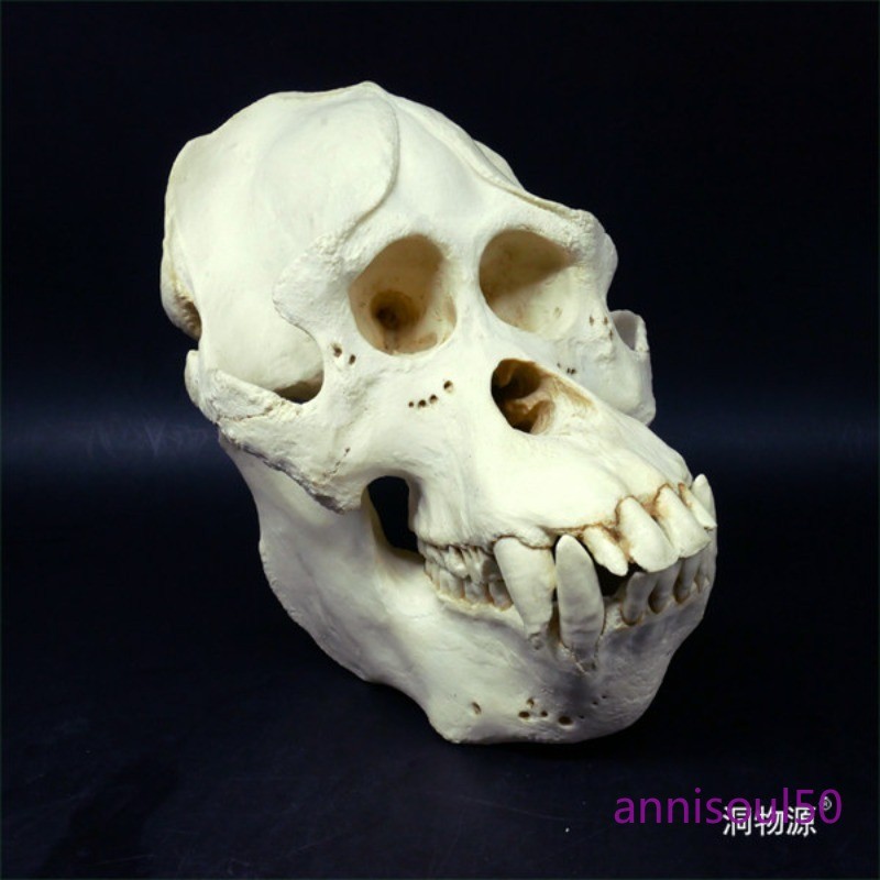 NEW Sumatran Orangutan Resin Skull Specimen Model Figurine Statue 1:1 in Stock