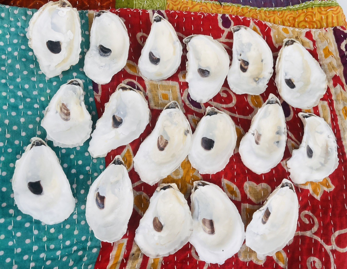 25 Large 3”-4” Cleaned Oyster Shells For Crafts And Decor 25 Large 3”-4” Cleaned Oyster Shells For Crafts And Decor
