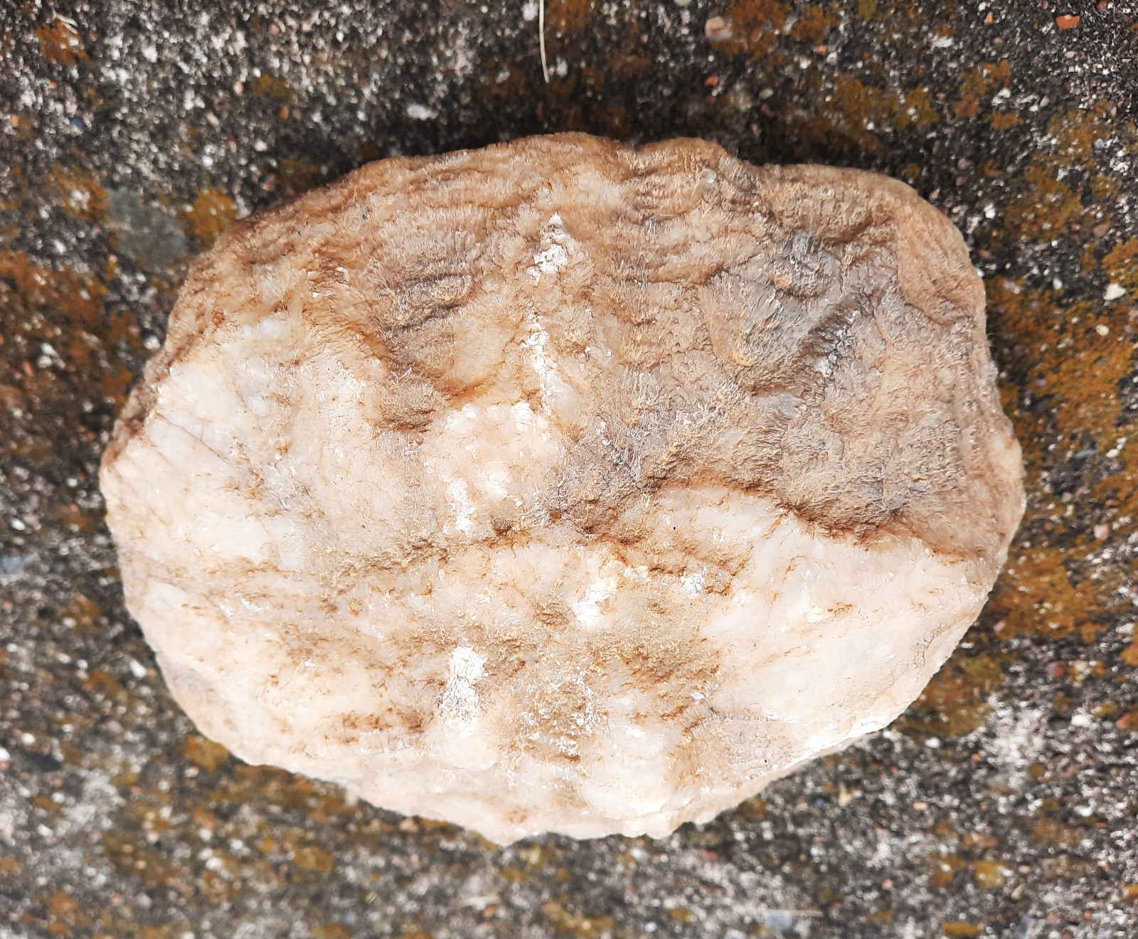 Very Large 4.8 lbs Single Geode Quartz Crystal form Southern Kentucky. 6.25 Very Large 4.8 lbs Single Geode Quartz Crystal form Southern Kentucky. 6.25