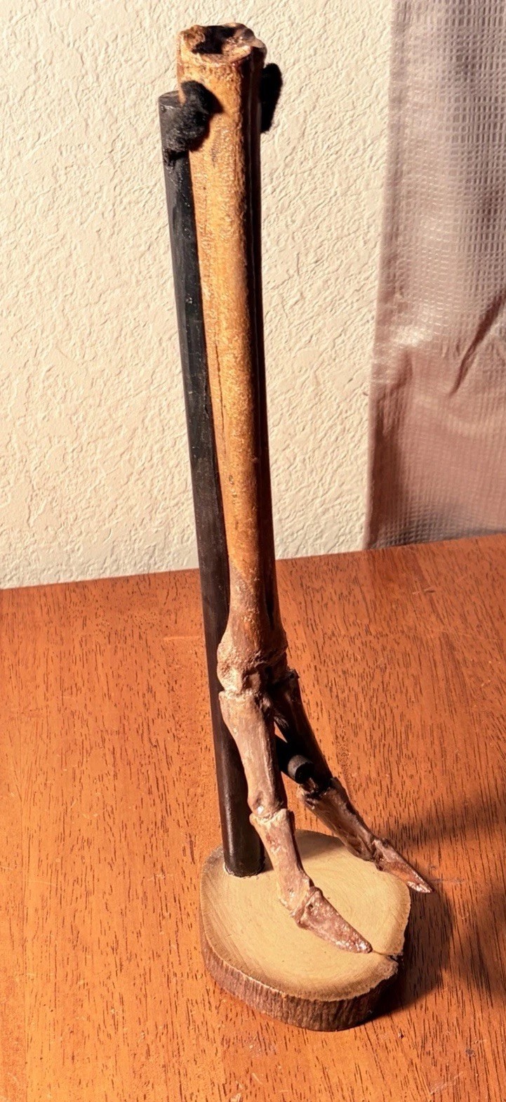 World Class Articulated Deer Leg Mount Fossil W/ Custom Wood Stand
