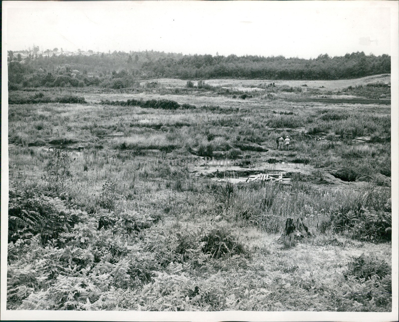 1945 Seattle Wa Pond Vintage Historic Beauty Trees Press Photo 8x10