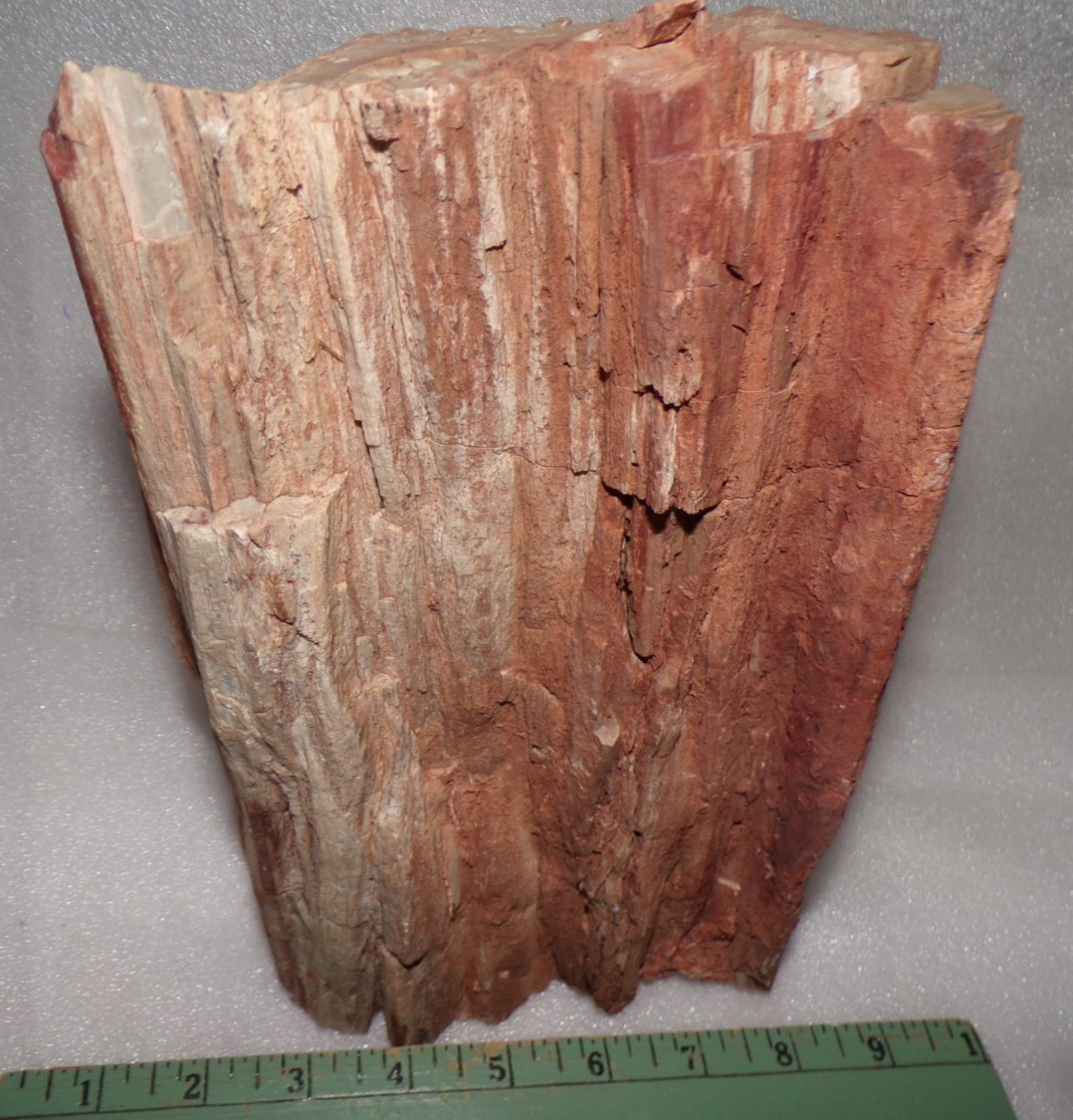 Large 10 Lb Petrified Wood Limb   North Eastern AZ