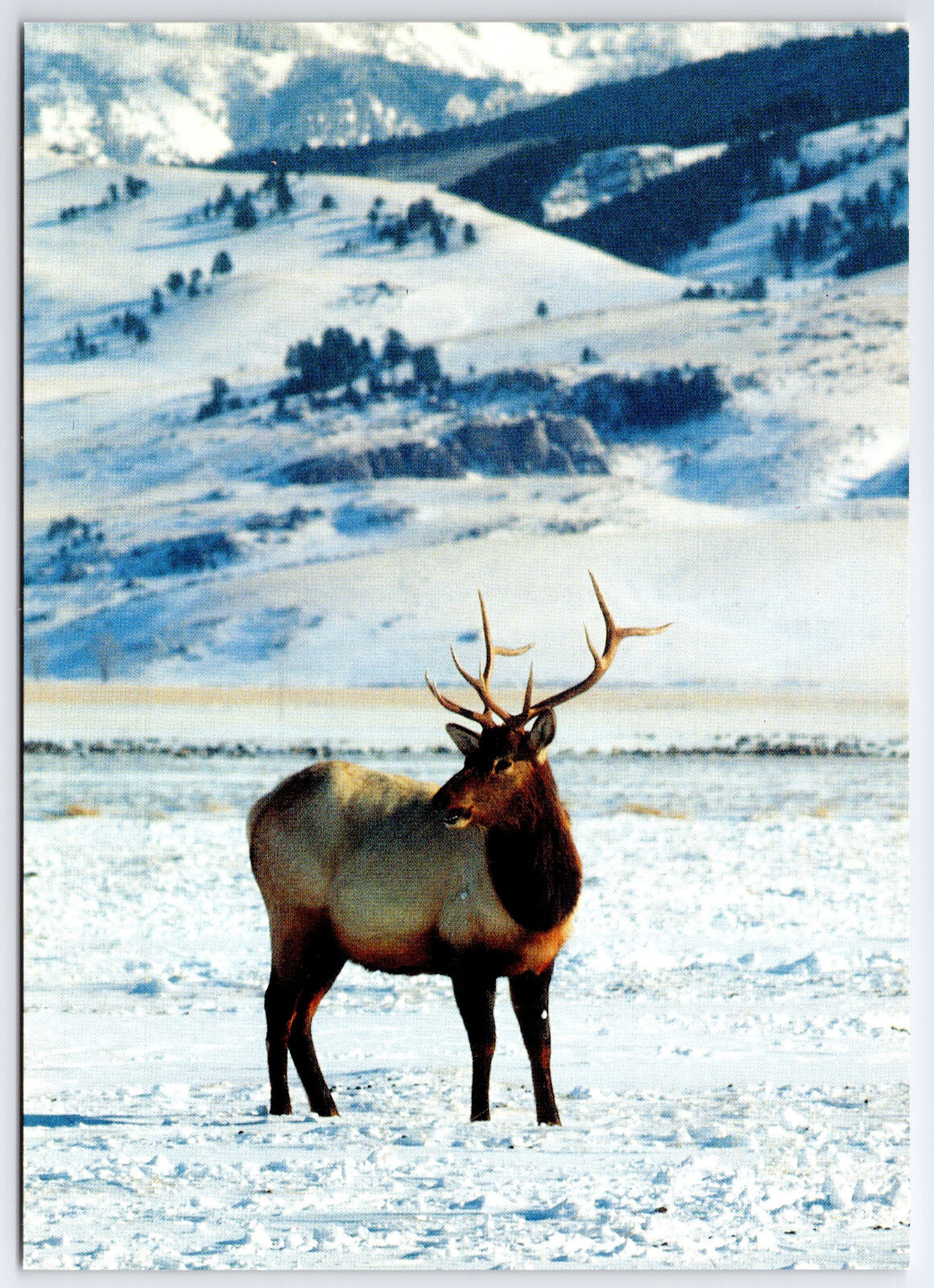 [OS1] Postcard XL size 6.75x4.75. Unused. Elk in the Snow