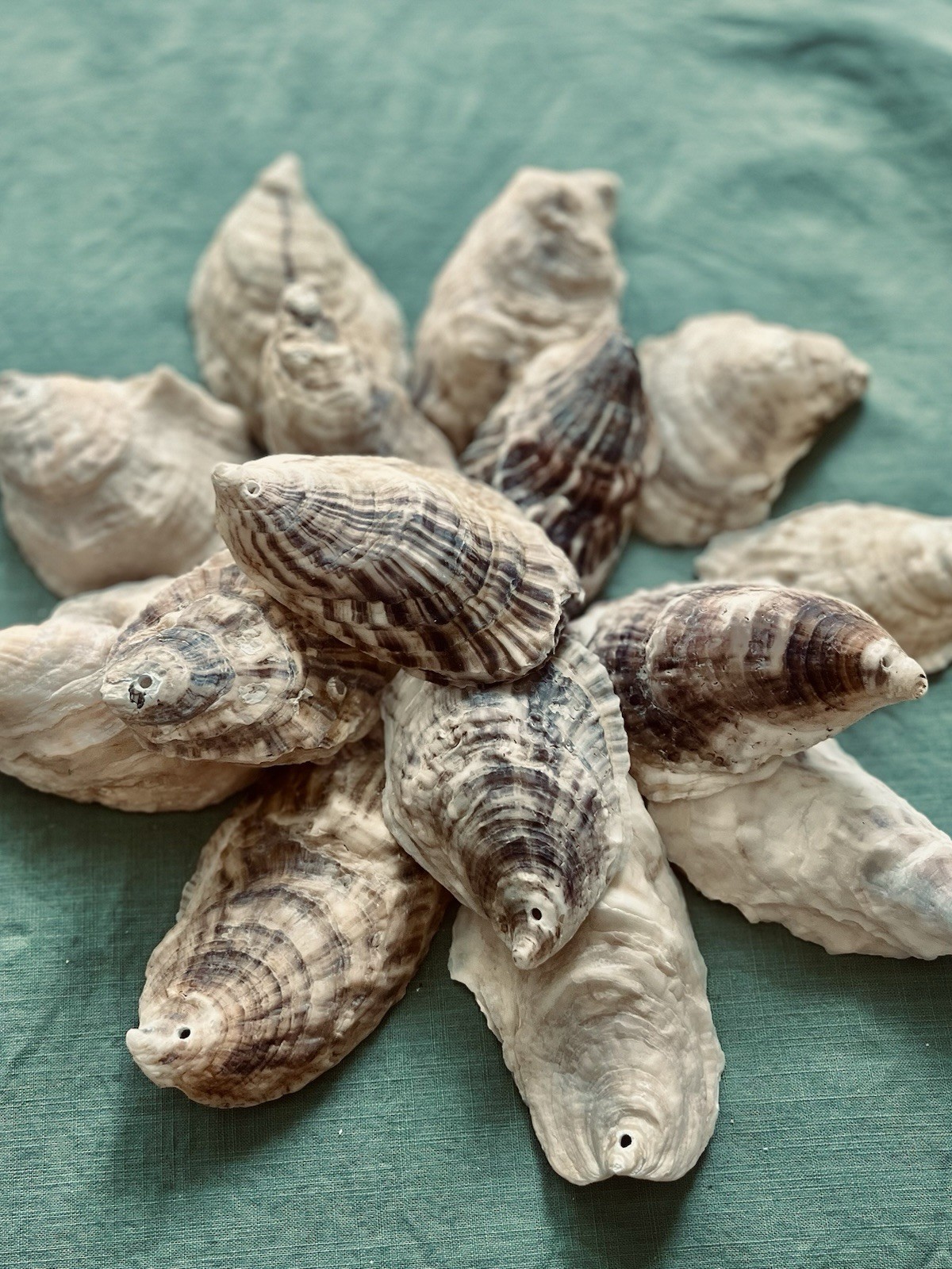 25 Large 3”-4” Cleaned and DRILLED Oyster Shells For Crafts And Decor 25 Large 3”-4” Cleaned and DRILLED Oyster Shells For Crafts And Decor