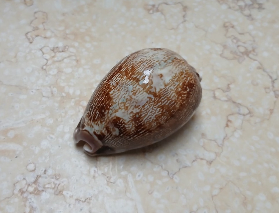 F Cypraea rosea mappa singularis 67mm F++++F+++ rare red sea shell glossy F Cypraea rosea mappa singularis 67mm F++++F+++ rare red sea shell glossy