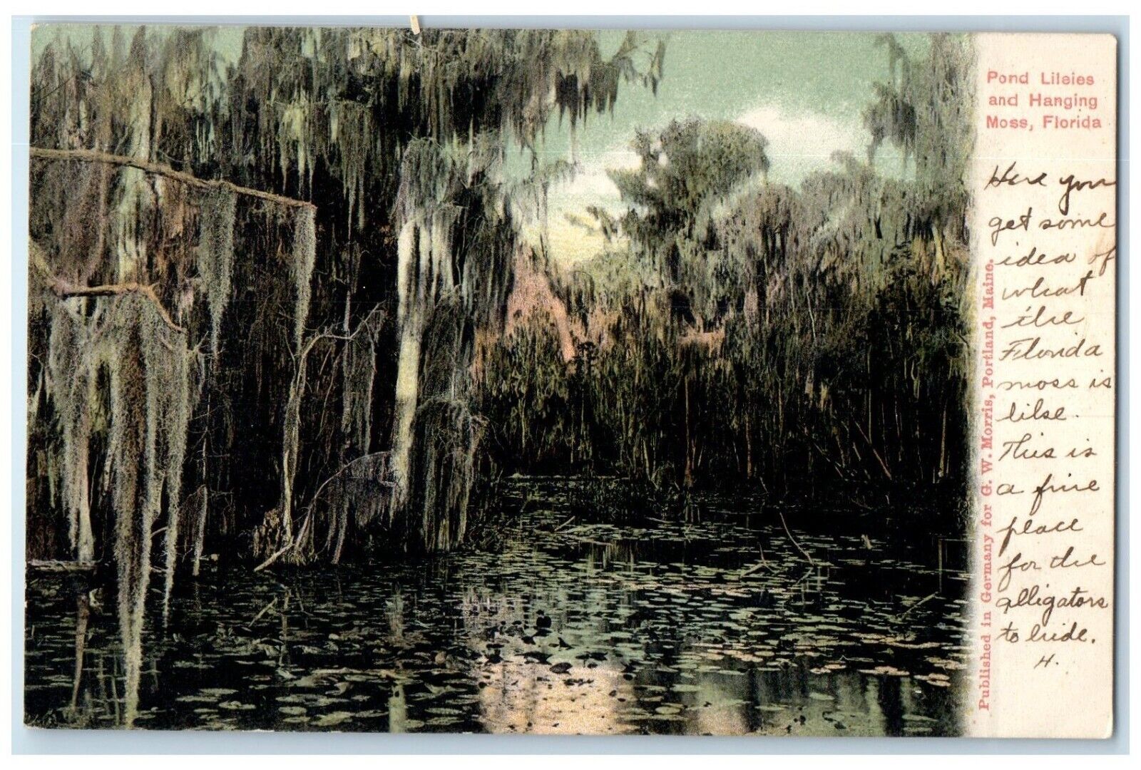 c1905 Scenic View Pond Lileies Hanging Moss River Florida FL Unposted Postcard