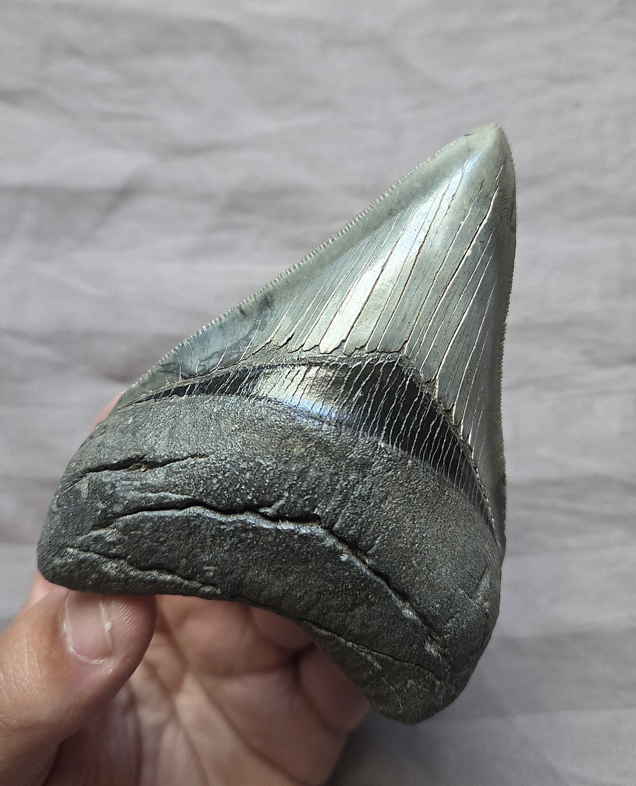 Rare Quality Megalodon Shark Tooth Fossil With Fat Root From Georgia