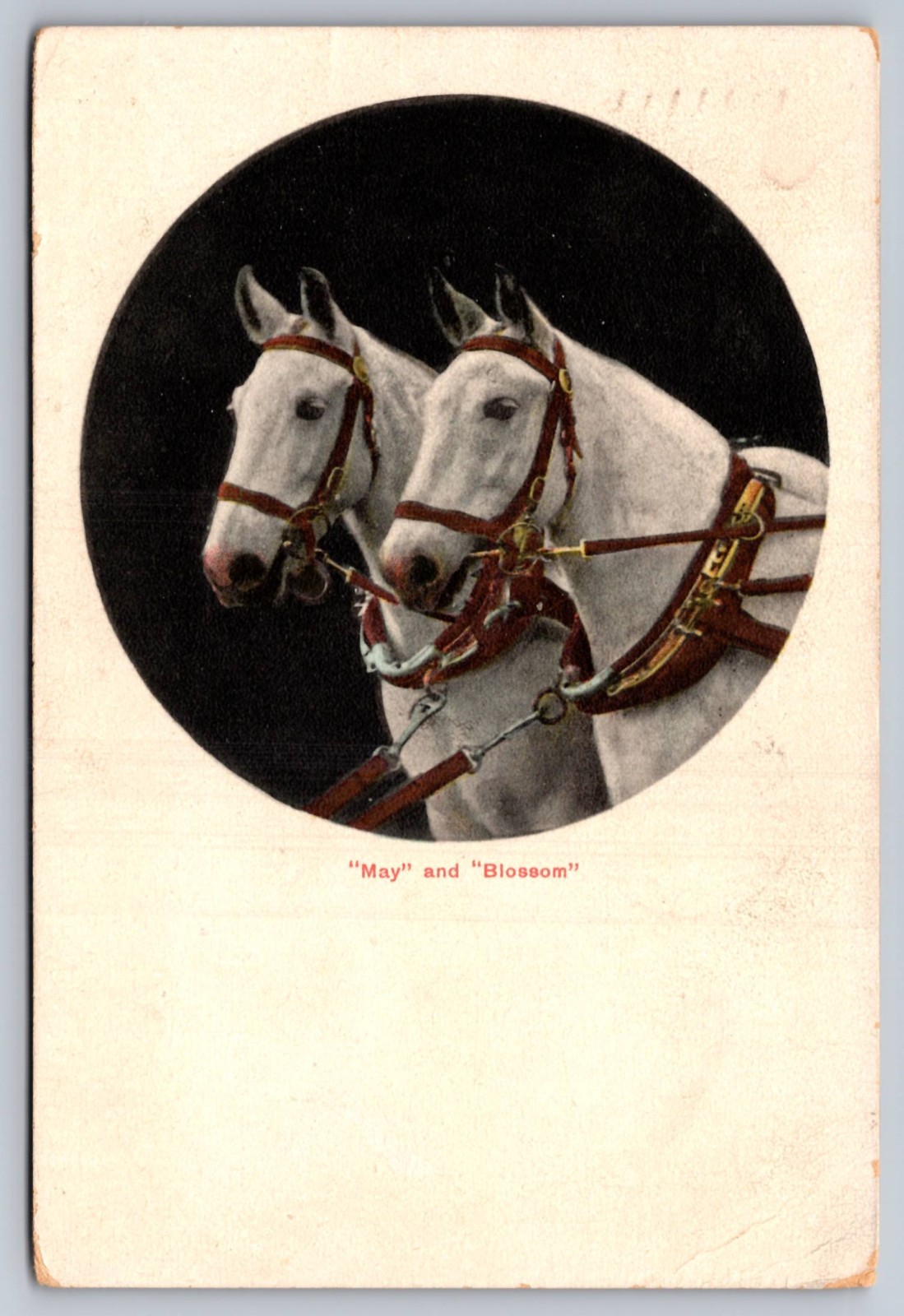 White Horses May & Blossom Sent From Dover New Jersey Antique Postcard c.1908