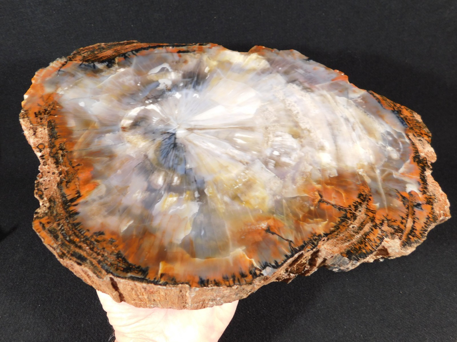 Nice BARK BIG Polished Rainbow Petrified Wood ROLLER Fossil Arizona 5395gr