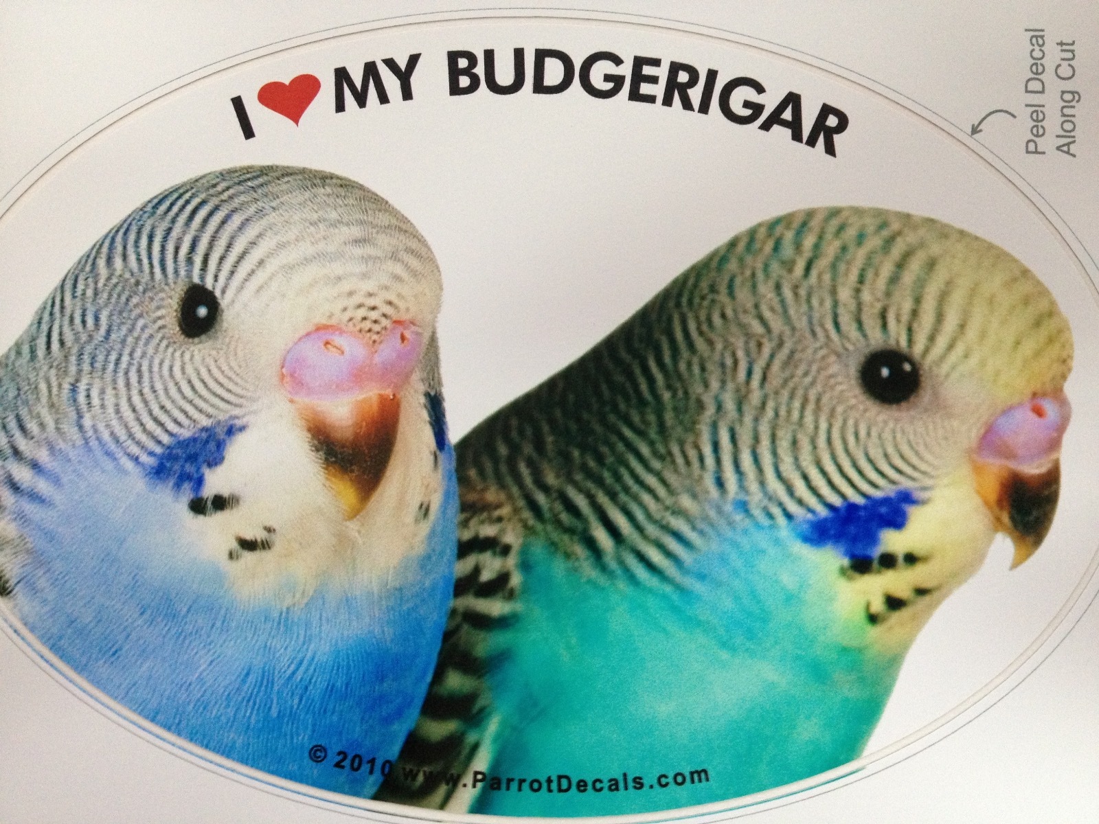 Budgerigar Budgie Parrot Exotic Bird Vinyl Decal Bumper Sticker