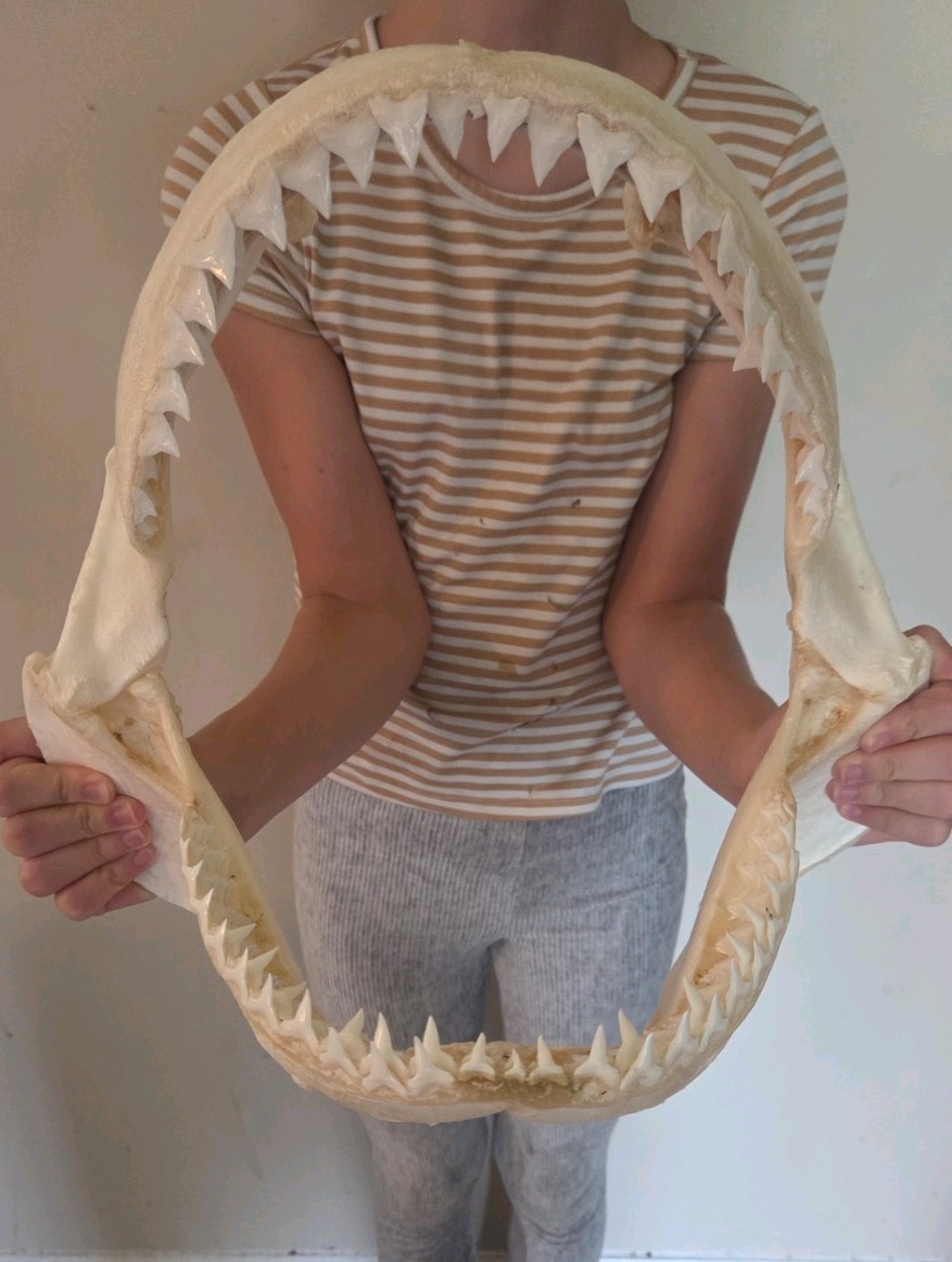  Monster Bull SHARK JAW Professionally Cleaned.  13 inches of real shark jaws
