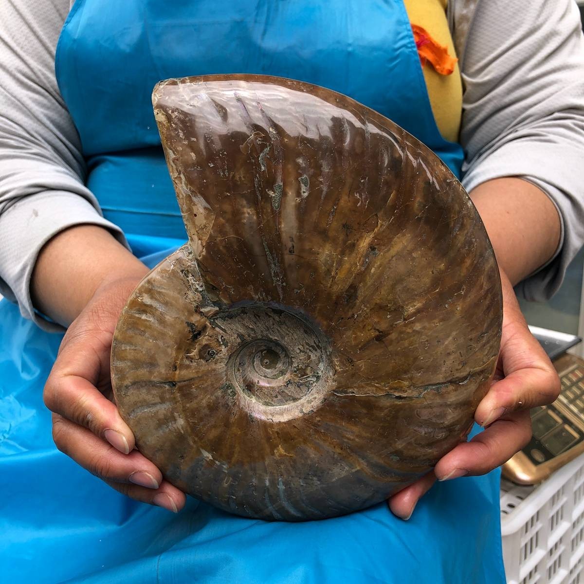 4.09LB Polishing and Restoration of Natural Conch Specimens from Madagascar 4614