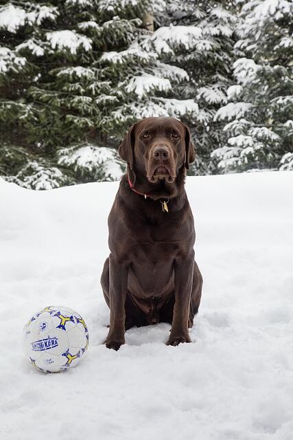 Photo:Aspen Colorado 2016 Chocolate Lab Puka with Soccer Ball in Snow