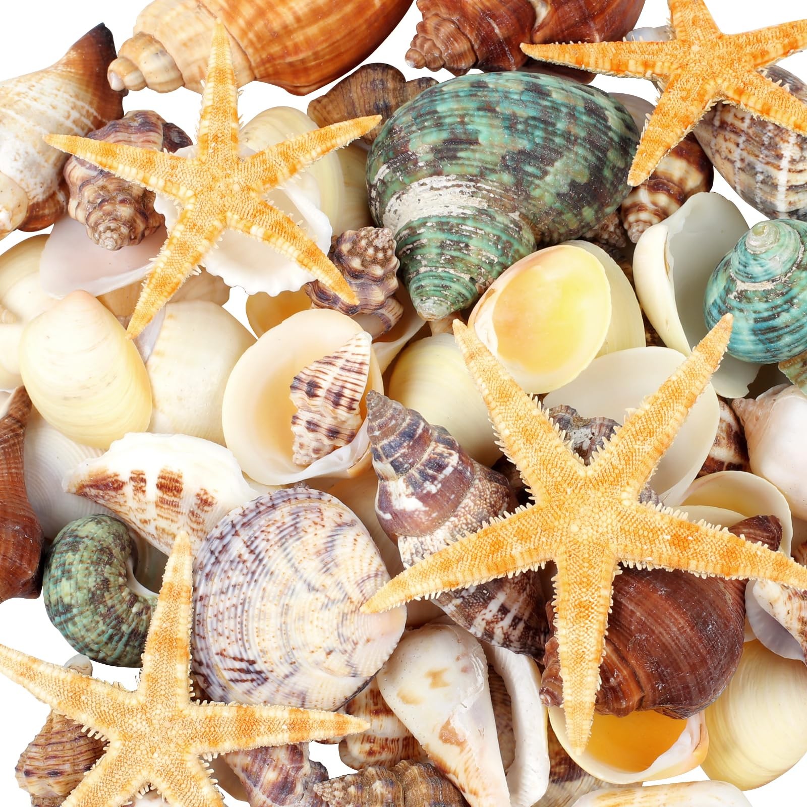 80+ Pcs Natural Seashells, Mixed Starfish Sea Shells for Crafts, Various Size... 80+ Pcs Natural Seashells, Mixed Starfish Sea Shells for Crafts, Various Size...