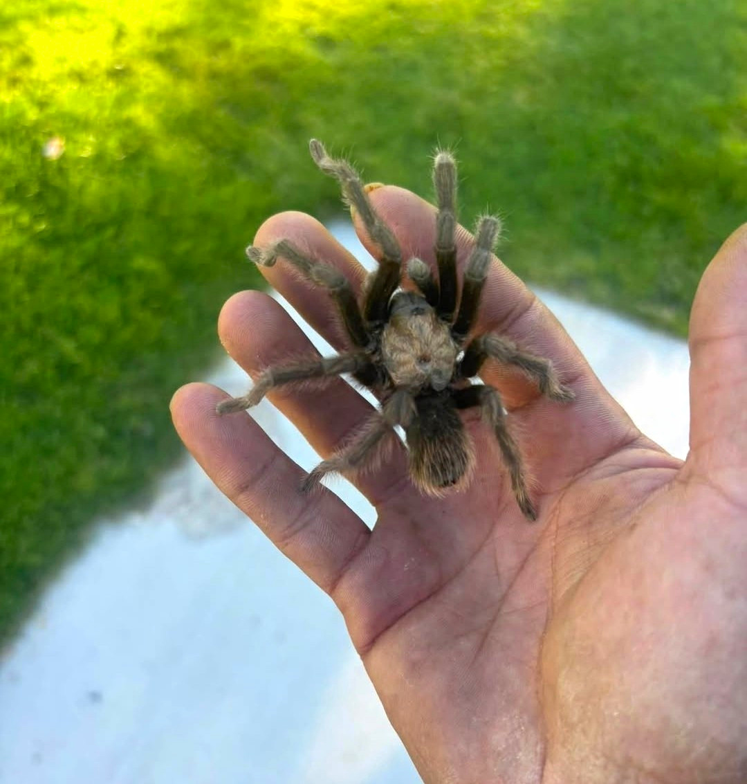 Live Western Desert Tarantula (unsexed) 2-3 Live Western Desert Tarantula (unsexed) 2-3