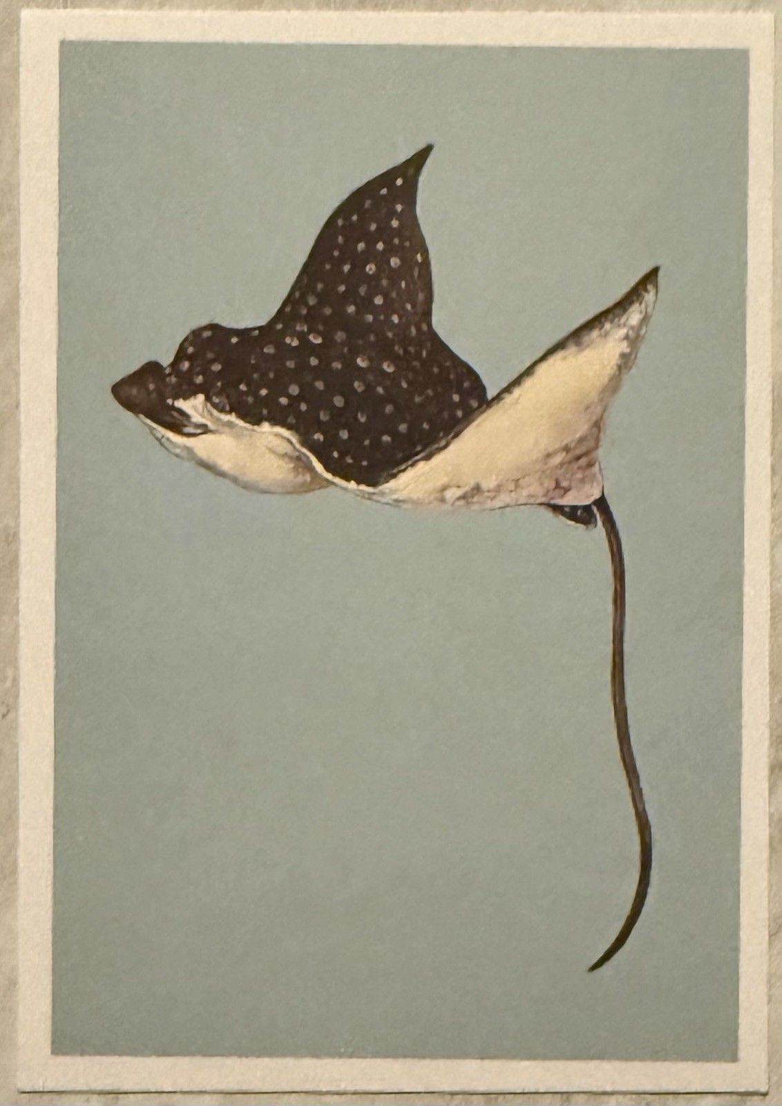 Spotted Eagle Ray Illustration Postcard PC874 Ephemera Journal Tag Wall Decor