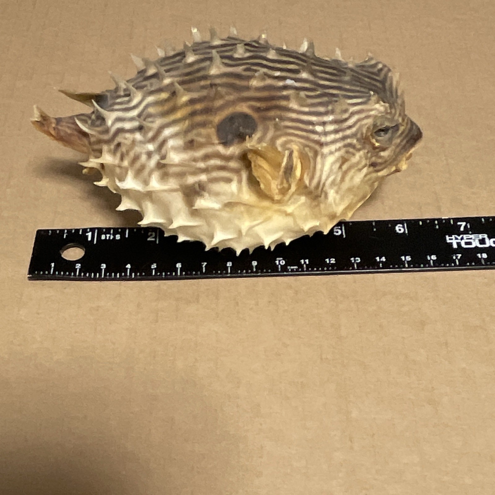 Vintage Puffer Fish, Dried & Preserved Ocean Porcupine, Blowfish, Nautical Decor Vintage Puffer Fish, Dried & Preserved Ocean Porcupine, Blowfish, Nautical Decor