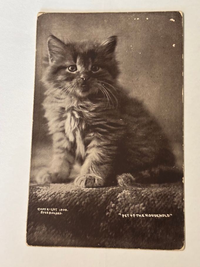 Antique Postcard 1907 Cute Kitten Antique Postcard 1907 Cute Kitten
