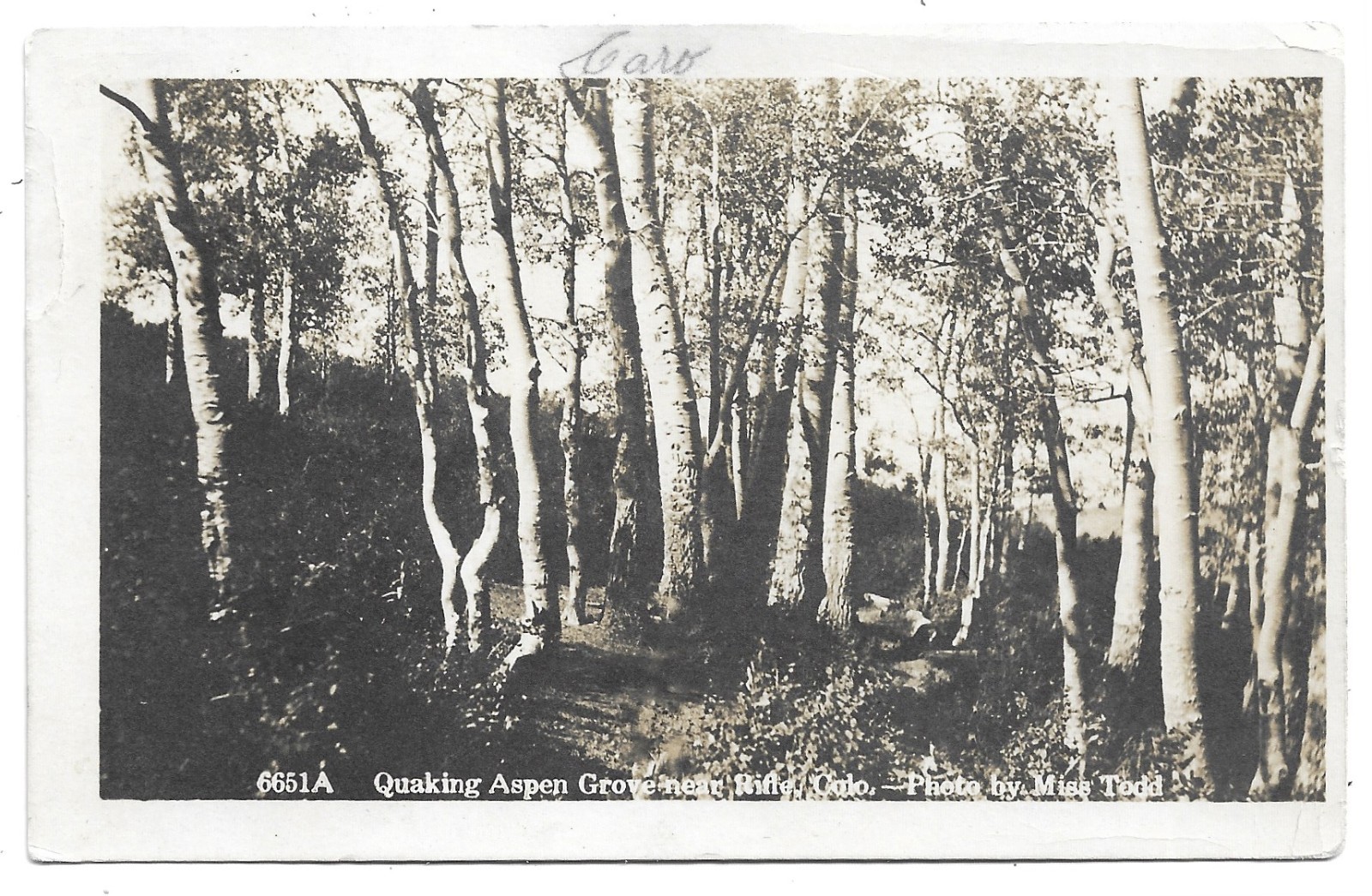 Rifle Colorado Aspen Grove RPPC Photo Postcard Zercher 