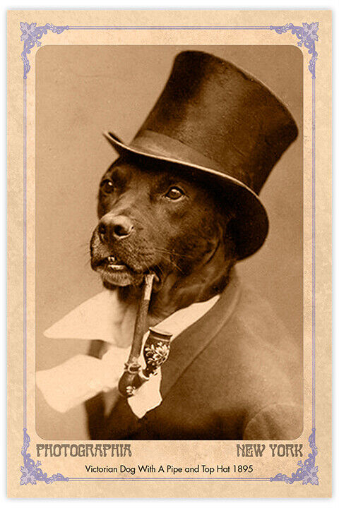Victorian Dog With Pipe Vintage Photograph A++ Reprint Cabinet Card CDV 