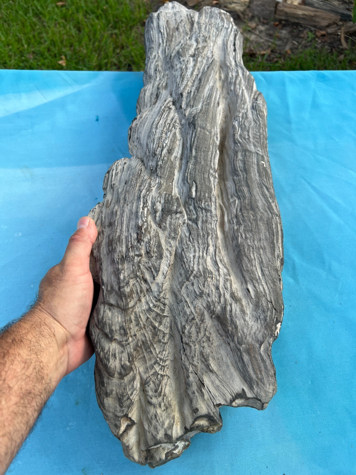 Texas Petrified Wood 31x8x5 Large Weathered Black Log Natural Aquascape Fossil