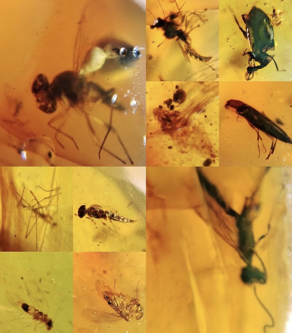 10 x Pieces Burmese Amber With Insect 100 Million Years Old Burmite 10 x Pieces Burmese Amber With Insect 100 Million Years Old Burmite