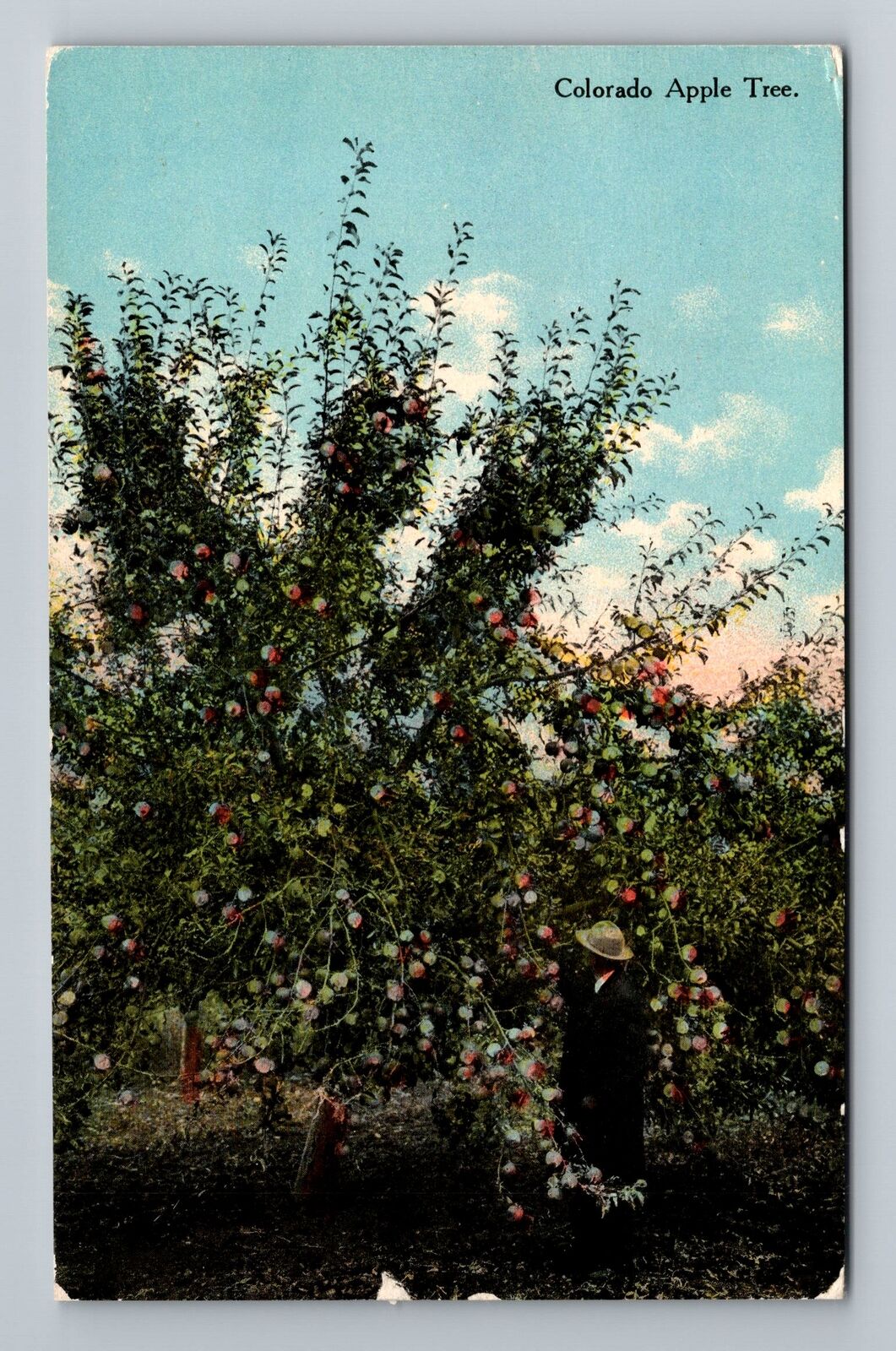 Colorado Apple Tree Vintage Souvenir Postcard