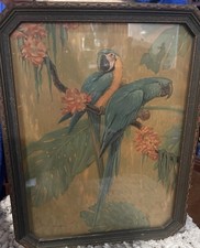Antique Parrots Macaw Exotic Birds Lithograph Picture Blue Hyacinth Macaw 1927 picture