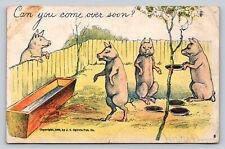 c1905 Anthropomorphic Pigs Can You Come Over Soon ANTIQUE Humor Postcard picture