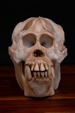 Sumatran Orangutan Skull Replica – Full Size Great Ape Anatomy Display picture