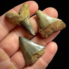 Great White Shark Teeth Lot 1.25