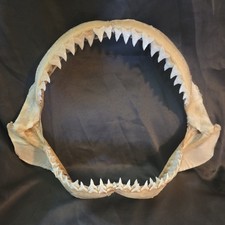 Monster Bull SHARK JAW Professionally Cleaned.  12 inches of real shark jaws picture