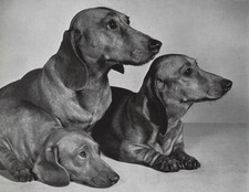 Dachshund 