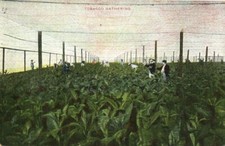 PC CPA TOBACCO GATHERING, Vintage Postcard (b22273) picture