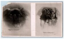 c1905 Pekingese Dog Portraits Kennel London RPPC Photo Posted Antique Postcard picture