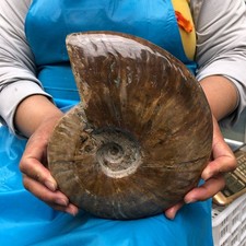 4.09LB Polishing and Restoration of Natural Conch Specimens from Madagascar 4614 picture