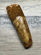 1.5 INCH LONG SPINOSAURUS TOOTH DINOSAUR TEETH REAL FOSSIL EXTINCT SPINOSAUR picture