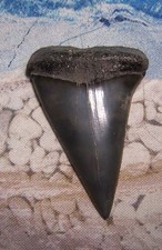 MAKO SHARK TOOTH 2 1/8